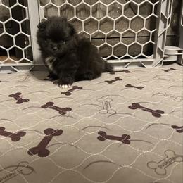 Penelope - Black female Pomeranian puppy in Tucson, Arizona from Pomutopia