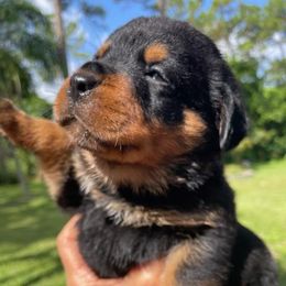 Boy 4 - Dark Blue - Rottweiler puppy from Daleys Rottie Dogs