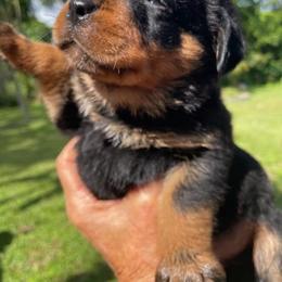 Boy 4 - Dark Blue - Rottweiler puppy from Daleys Rottie Dogs