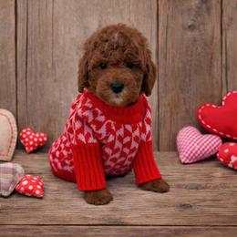Milo - Red  male Goldendoodle puppy in Anaheim, California from Cuddle Bear Doodles