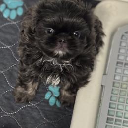 DJ - Blue female Shih Tzu puppy in Springboro, Ohio from Shih Tzus of Springboro LLC.