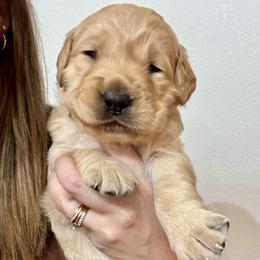 Poppy - Golden female Golden Retriever puppy in Post Falls, Idaho from Mountain View Goldens