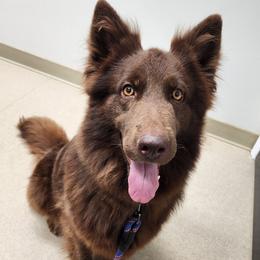 Rebel - Liver female German Shepherd puppy in Chambers, Arizona from Devil-Dog Shepherds