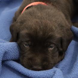 Honor - Chocolate male Labrador Retriever puppy in Camden, Indiana from Camden's Caring Canines