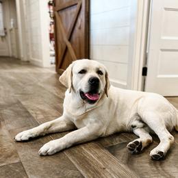 Chevy - Labrador Retriever