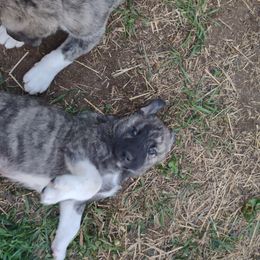 Anatolian Shepherd Dog All Grown Up from Schmahl Family Farms