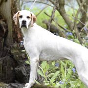 Presley - Pointer