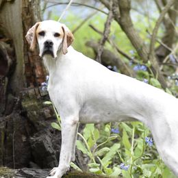 Presley - Pointer
