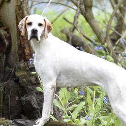 Presley - Pointer