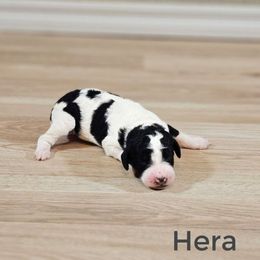 Hera - Black and white female Bernedoodle puppy in Guthrie, Oklahoma from Edmond Doodles, LLC