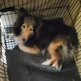 Shetland Sheepdog puppies from Maple Leaf Shelties