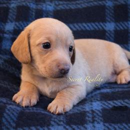 Teddy - Red male Dachshund puppy in Ft Dodge, Iowa from Secret Reality