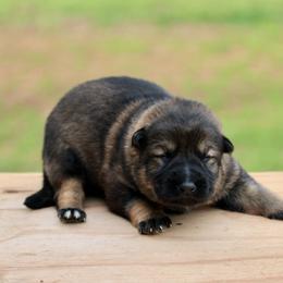 Oxana - Sable female German Shepherd puppy in Cumming, Georgia from Cainedelup