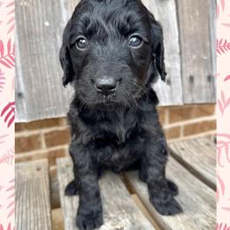 Violet - Black female Goldendoodle puppy in Caddo Mills, Texas from Fire Wife Doodles