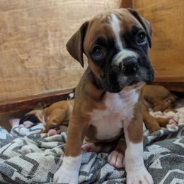 Fern - Fawn Boxer puppy in Wellington, Ohio from Brinkhaven Boxers