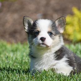 Ethan - Black and tan male Pembroke Welsh Corgi puppy in Morgantown, Pennsylvania from GoldStar Corgis (License Number 18519)