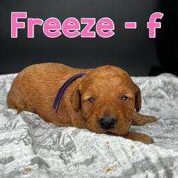 Freeze - Red  female Goldendoodle puppy in Lake City, Florida from North Florida Poodles and Doodles
