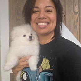 Colt - White male Pomeranian puppy in Smithville, Texas from Lafary Poms