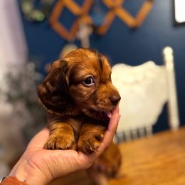 Mr. Toasted - Red male Dachshund puppy in Rialto, California from DashiesDachLLC