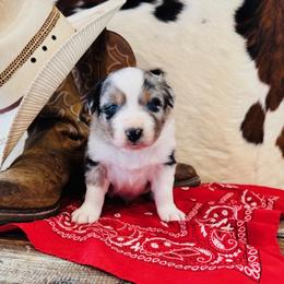 'Zeus' - Blue merle male Australian Shepherd puppy in Durand, Wisconsin from Larson’s Legacy Aussome Aussie Kennels