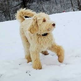 Labradoodle Puppies from 101 Labradoodles
