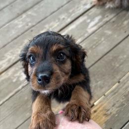 Mo - Black and tan male Cavapoo puppy in St. Louis, Missouri from Sweet Snuggles Cavapoos