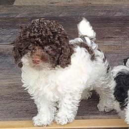 Duncan - Poodle