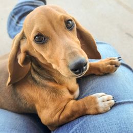 Ruby - Dachshund