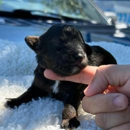 AKC Walnut - Male - Clear DNA Tested OFA parentage - Phantom male Poodle puppy in Tampa, Florida from The Sweet Life of a Toy Poodle
