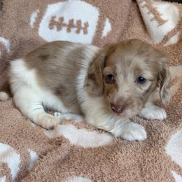 Java - Dapple male Dachshund puppy in Duncanville, Alabama from Bear Creek Dachshunds