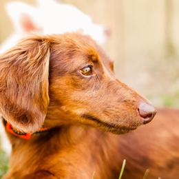 Poppy - Dachshund
