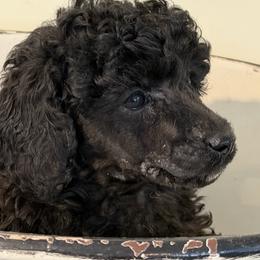 Ella - Black female Poodle puppy in Florence County, South Carolina from Modern Family Standards