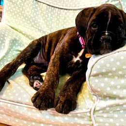 Boxer Puppies from SmashBox Kennel
