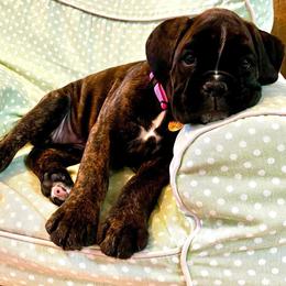Boxer Puppies from SmashBox Kennel