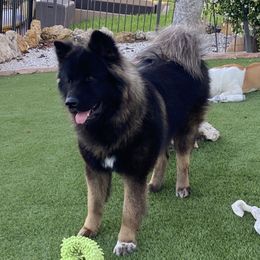 Bear - Akita