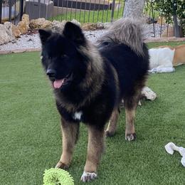 Bear - Akita