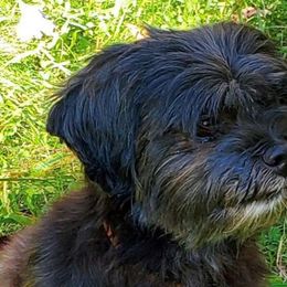 DEWBY - Lhasa Apso