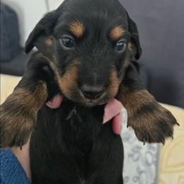 Bolt - Black and tan male Dachshund puppy in De Land, Florida from Double Aces Doxies