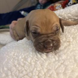 Liver - Brown male Boerboel puppy in Flemingsburg, Kentucky from Aussgardian Boerboels