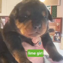Girl 2 - Black and mahogany female Rottweiler puppy in De Witt, Iowa from Irish Eyes Kennels