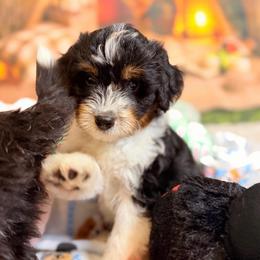 Dale - Black tri-color male Aussiedoodle puppy in Dickerson, Maryland from Pawsome Aussie Doodles and Oodles