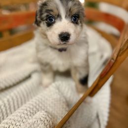 Blue Merle Female (Casper) - Blue merle female Australian Shepherd puppy in Bouton, Iowa from Beaver Creek Aussies