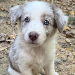 Tanner boy - Lilac merle male Border Collie puppy in Fairview, Tennessee from Hoffman Forest Acres LLC