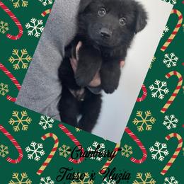 Cranberry (red collar) - Black male German Shepherd puppy in Canterbury, Connecticut from Nachtwaechter German Shepherds, LLC