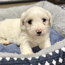 Teddy - White male Coton de Tulear puppy in Mead, Oklahoma from Bar W Cotons