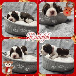 Rudolph - Black white and tan male English Springer Spaniel puppy in Westover, Maryland from Sterling's springer Haven