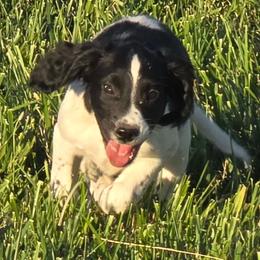 Spike - Black and white male English Springer Spaniel puppy in Palisade, Colorado from Bigfoot's Kennel