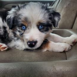 Blue - Blue merle male Miniature Australian Shepherd puppy in Centralia, Washington from Blackjack Mini Aussies