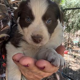 Boss - White and red male Border Collie puppy in North Lakeport, California from Wild Rose Ranch