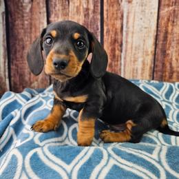 Reno - Black and tan male Dachshund puppy in Malad City, Idaho from Mountain Sage Dachshunds